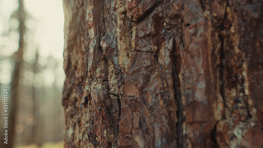 Early spring bright sunshine appears behind a tree trunk. Idyllic nature. Close-up old pine tree with brown bark. Concept of scenery, landscape, environment. Early spring bright sunshine appears behind a tree trunk. Idyllic nature. Close-up old pine tree with brown bark. Concept of scenery, landscape, environment.