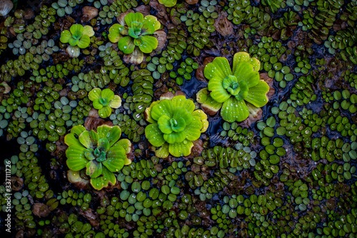 Beautiful Green and Red Orange Succulents, Plants, Flowers Flat Lay Macro Nature