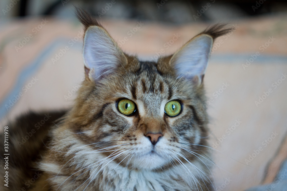 Close-up portrait of tabby Maine Coon kitten, selective focus