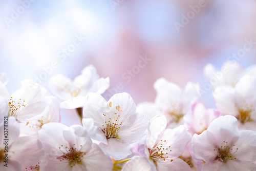 Cherry blossom of springtime © Raymond
