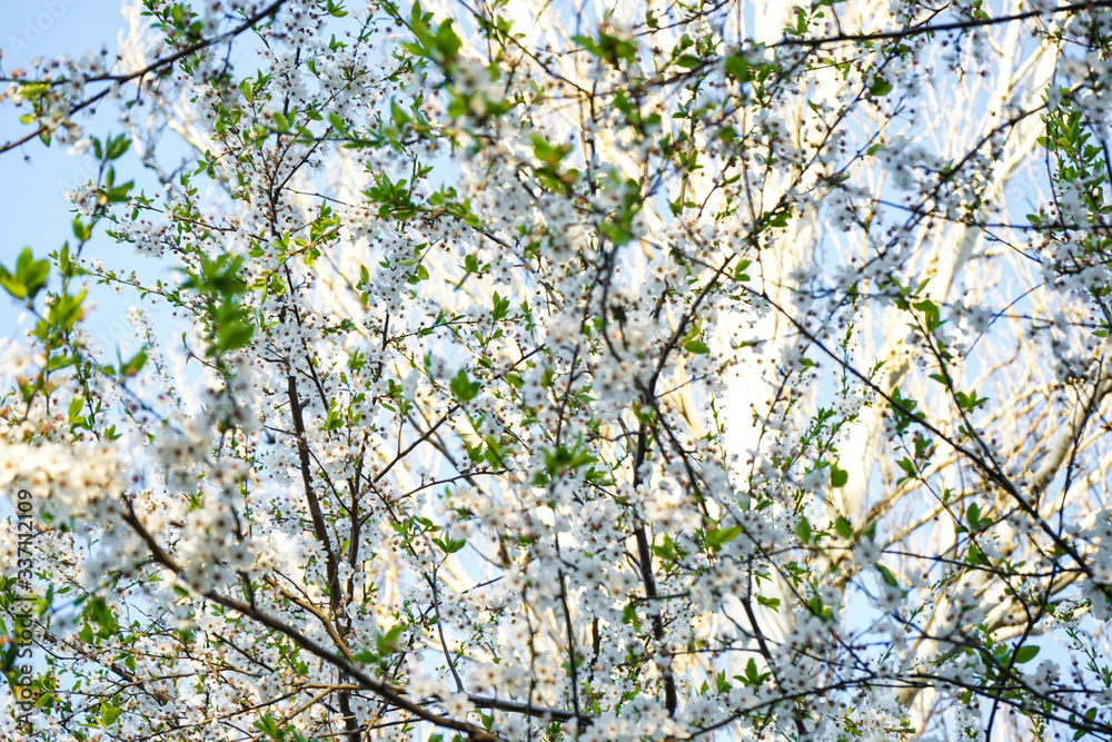 Blooming cherry branch, white flowers, close-up. Blooming cherry branch, white flowers, close-up.