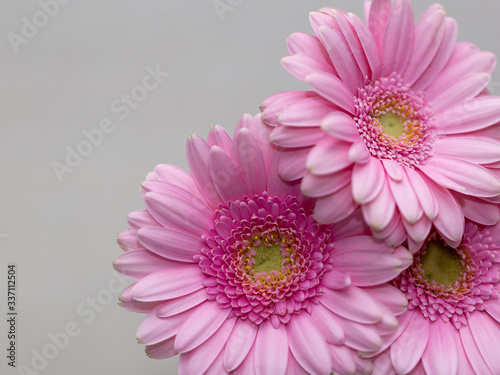 pink gerberas close-up on a grey background