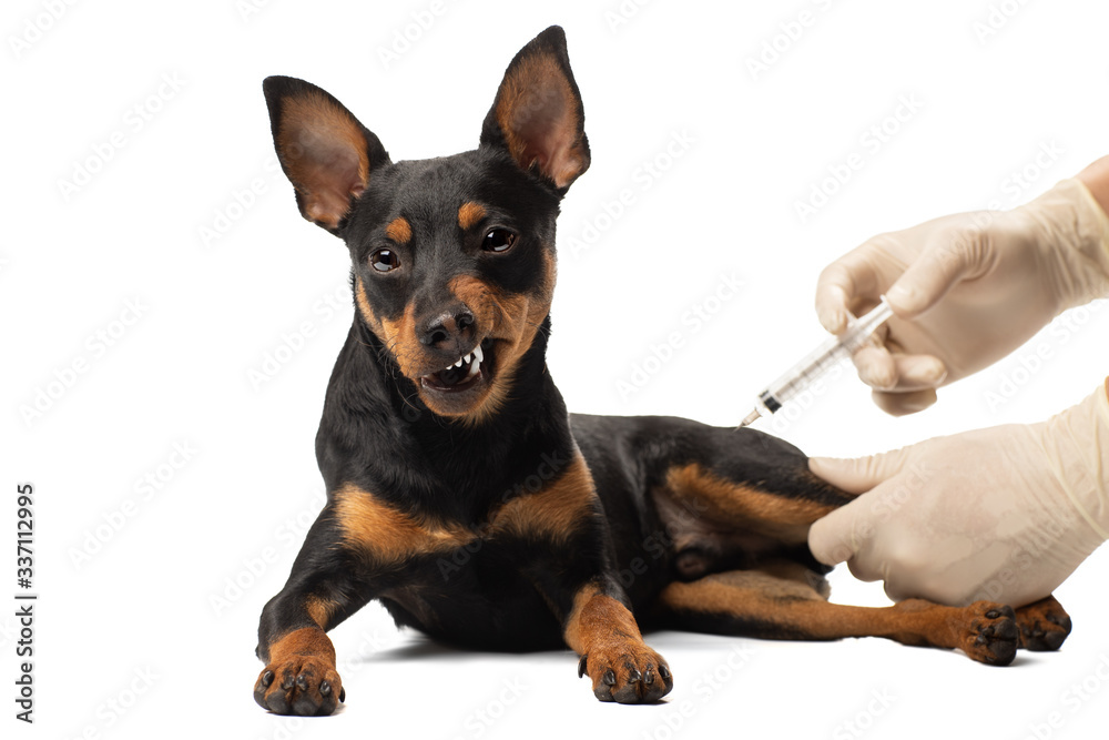The dog is given an injection on a white background in the Studio. Veterinary clinic