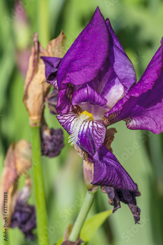 L'Iris la star du parc