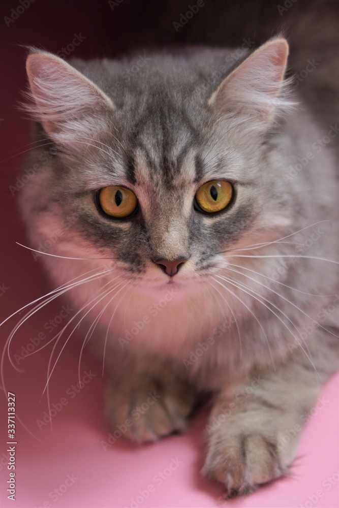 Gray fluffy playful cat with yellow eyes on a pink background close-up,copy space.Beautiful cat. Gray fluffy playful cat with yellow eyes on a pink background close-up,copy space.Beautiful cat.
