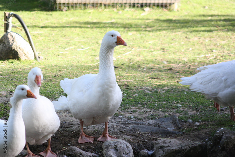 Obraz premium geese on the grass