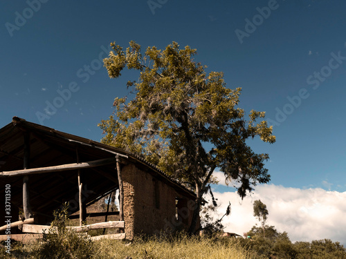 Tree and sky