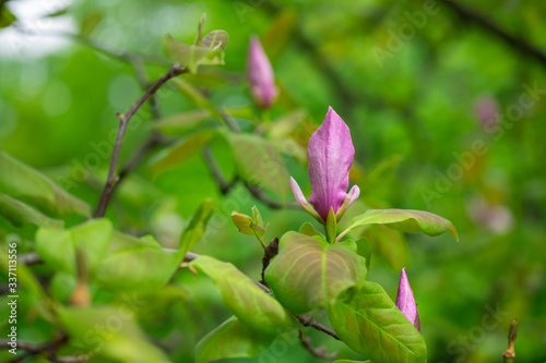Nice spring flower magnolia tree branch nature macro  close up