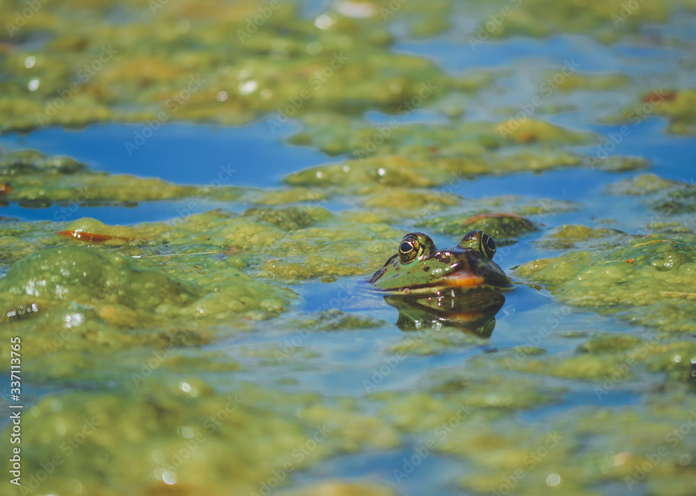 Fototapeta premium frog in the pond
