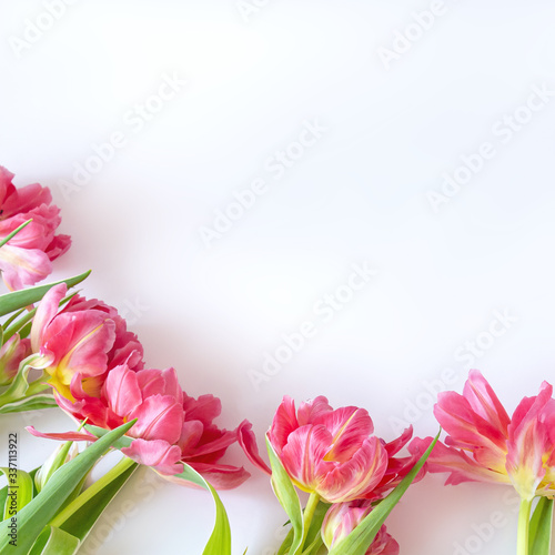 Fototapeta Naklejka Na Ścianę i Meble -  Top view on pink tulip flowers that lie on a white background. The concept of a flat lay, holiday, gift, postcard, International Women's Day, March 8th.