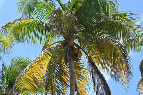 cocotiers aux Antilles