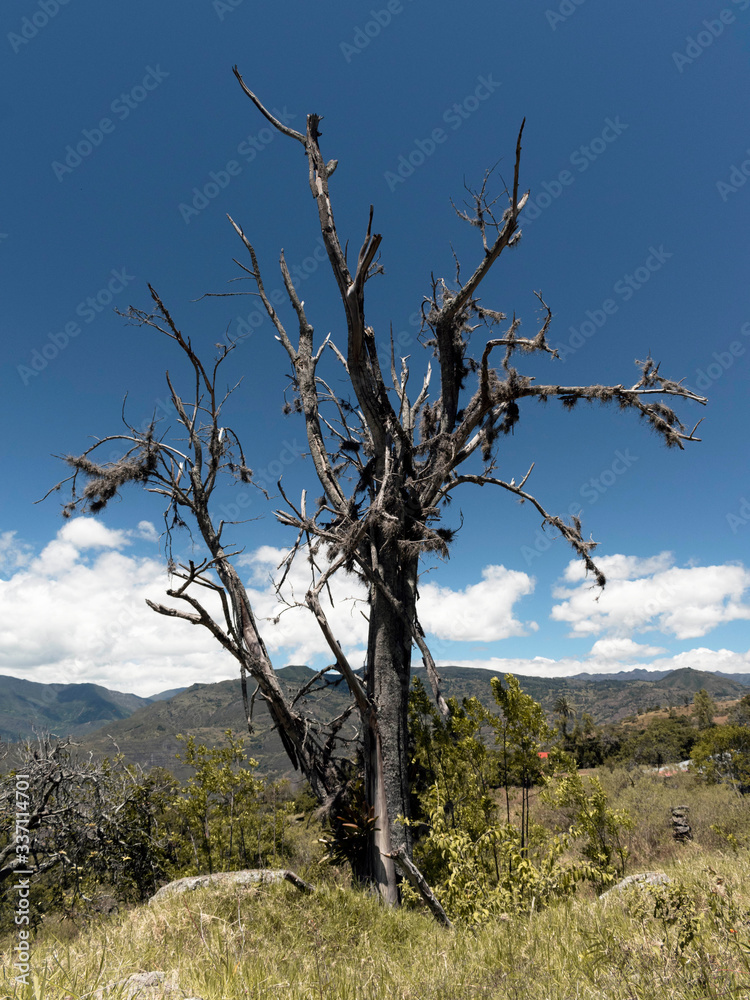 Dead Tree Dead Tree