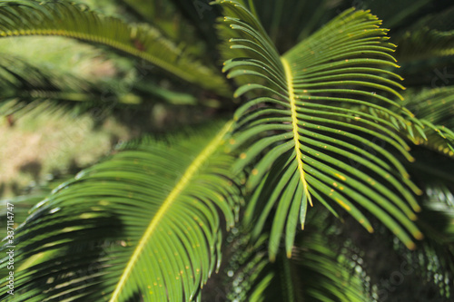 Fototapeta Naklejka Na Ścianę i Meble -  Palm tree leaves in Brazil
