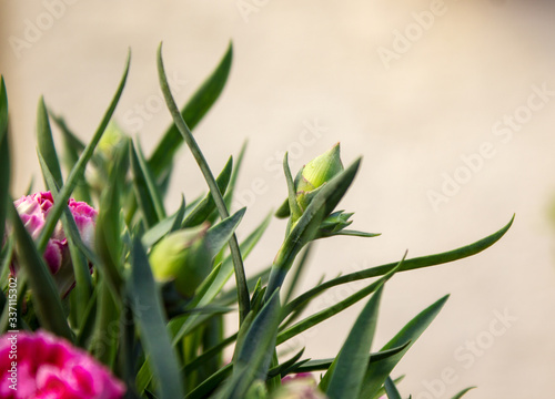 Dianthus OSCAR Pink and Purple Carnations are the top series of pot carnations