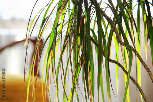 Dracaena edged (lat.Dracaena marginata) or 