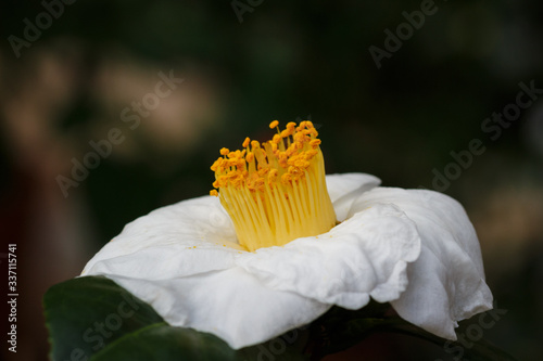 Weiße Blume mit Gelbem Blütenstaum photo