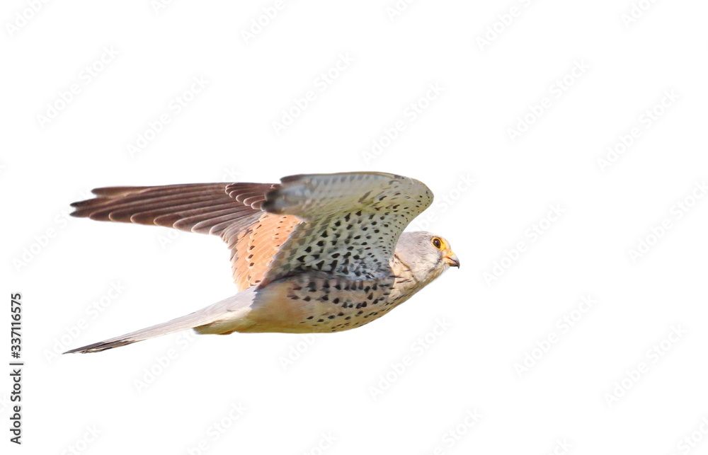 Fototapeta premium Common Kestrel in flight isolated on white background with clipping path, Falco tinnunculus