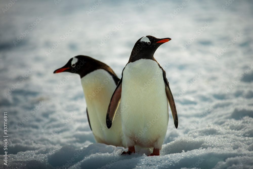 Fototapeta premium A couple Gentoo Penguins navigate the icy, rocky, extreme terrain near Port Lockroy, in Antarctica.