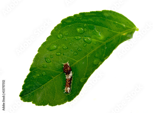 Papilio Aegeus Early Instar Caterpillar photo