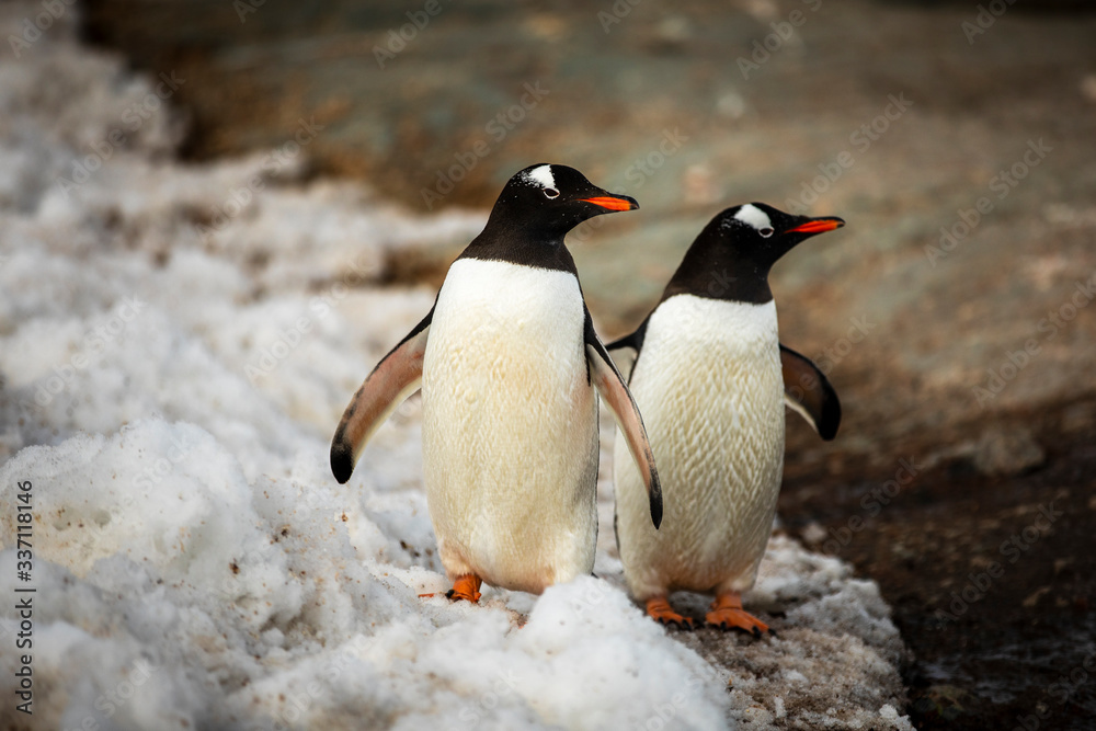 Fototapeta premium A couple Gentoo Penguins navigate the icy, rocky, extreme terrain near Port Lockroy, in Antarctica.