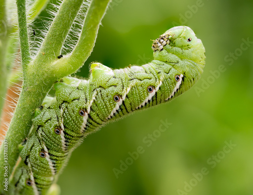 Tomato hornworm  Manduca quinquemaculata  close up showing the caterpillar eating while leaning back on a tomato plant stalk.