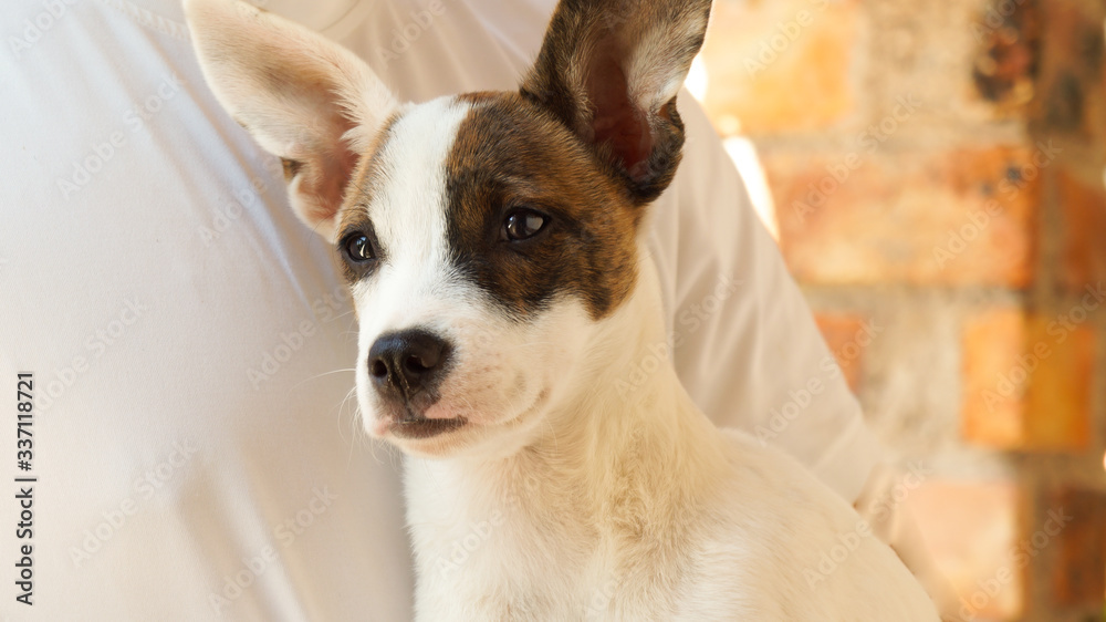 portrait of a little dog