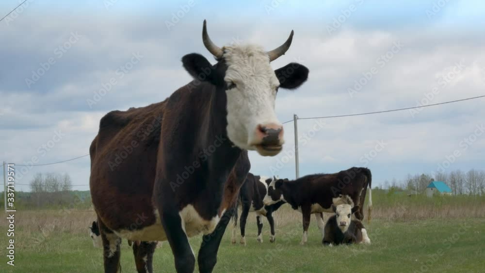 Close-up of a black and white cow chewing grass gum. Young bulls butt in the background. Close-up of a black and white cow chewing grass gum. Young bulls butt in the background.