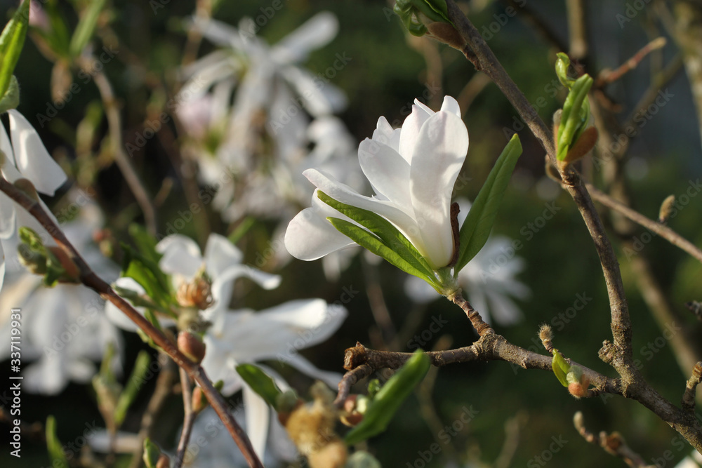 A branch of blooming white magnolia on a green trees background A branch of blooming white magnolia on a green trees background