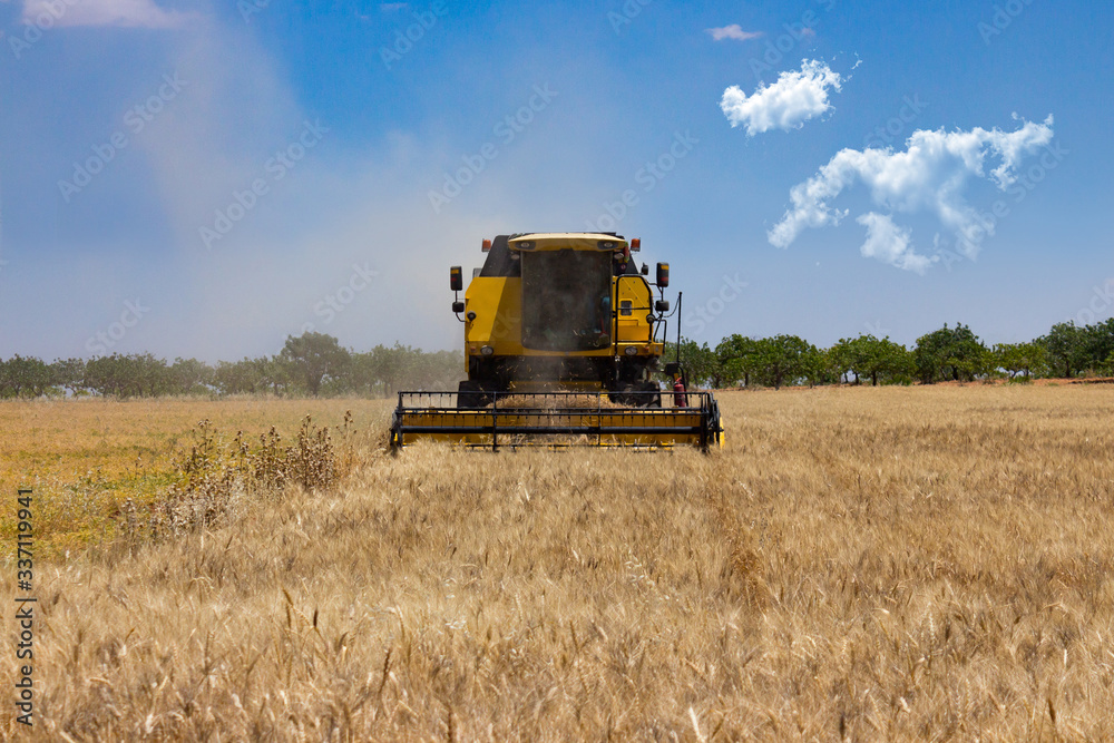 Fototapeta premium combine harvester working on a field