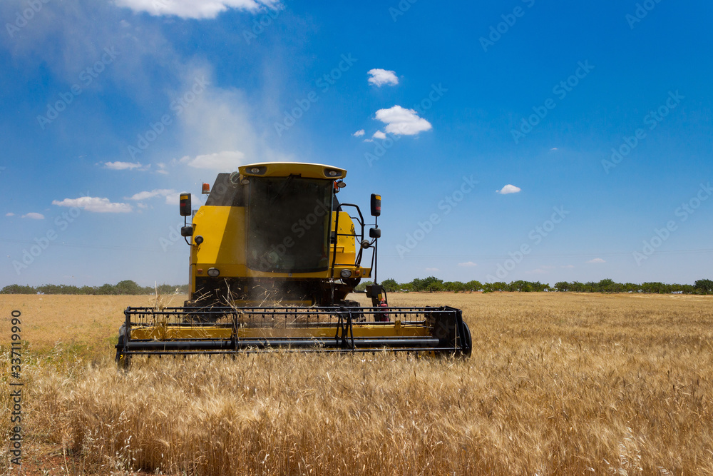 Fototapeta premium combine harvester working on a field