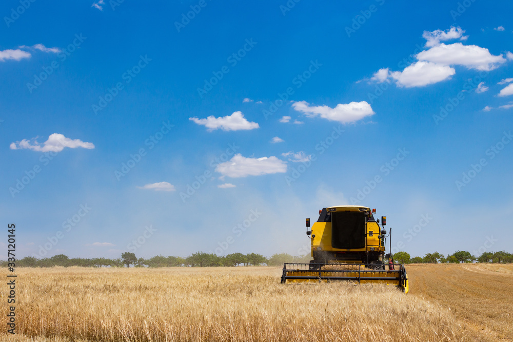 Fototapeta premium combine harvester on wheat field