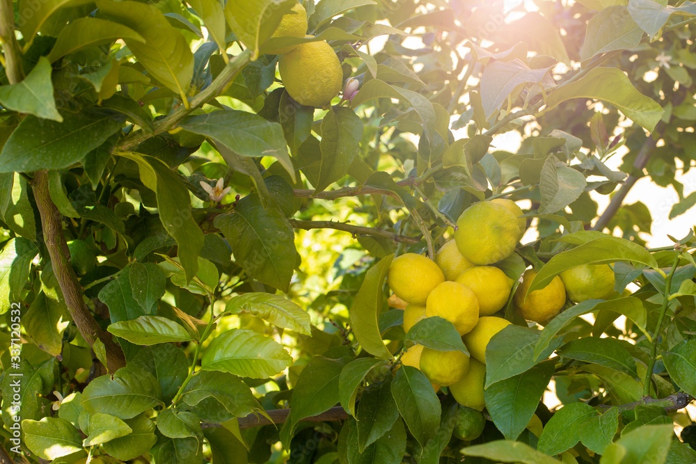 Bunch of fresh ripe lemons on a lemon tree branch in sunny garden. Bunch of fresh ripe lemons on a lemon tree branch in sunny garden.