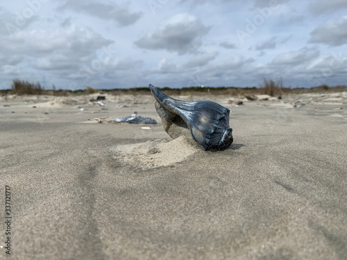 Knobbed whelk on beach © Ellen