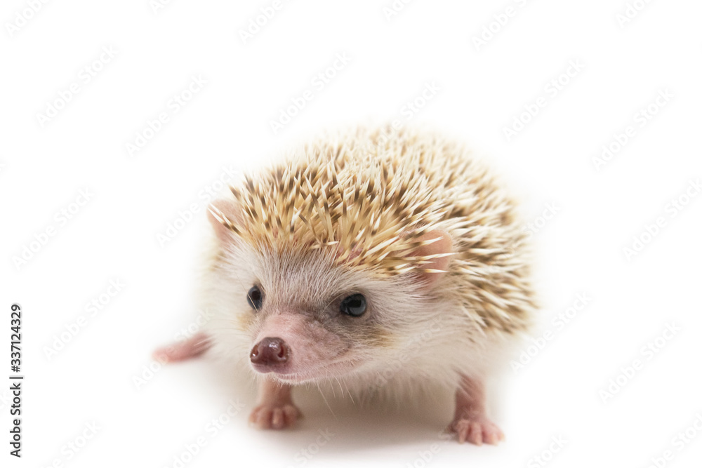 cute hedgehog on isolate backround cute hedgehog on isolate backround