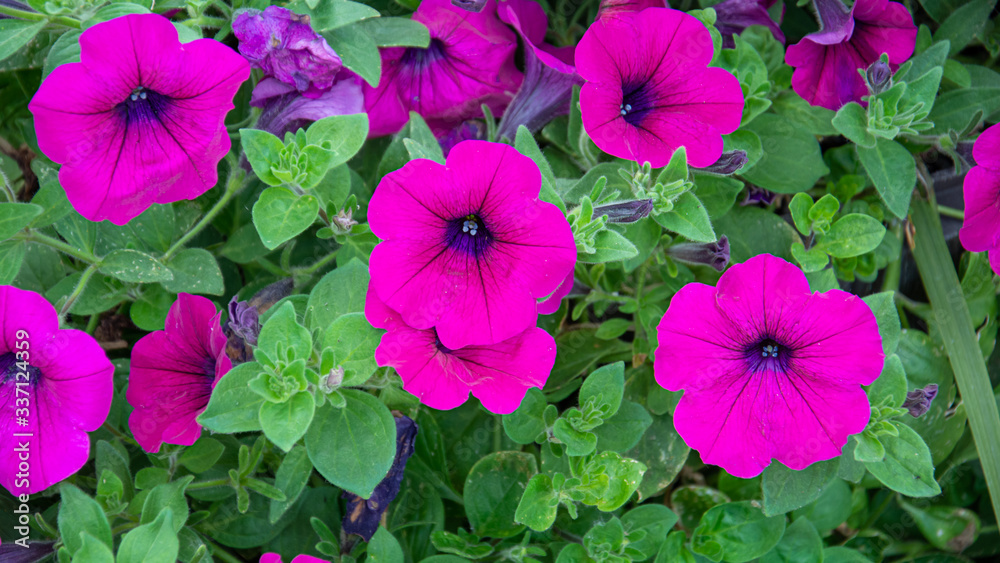 Naklejka premium Top view of beautiful purple petunias with green leaves background