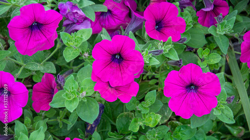 Top view of beautiful purple petunias with green leaves background