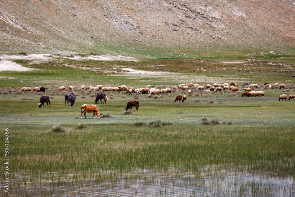 Herd of cows grazing in a pasture near the lake Herd of cows grazing in a pasture near the lake