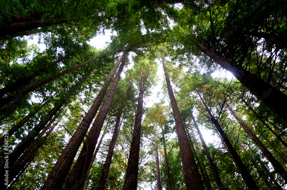 Fototapeta premium Tall redwoods in a forest of Cantabria, Spain
