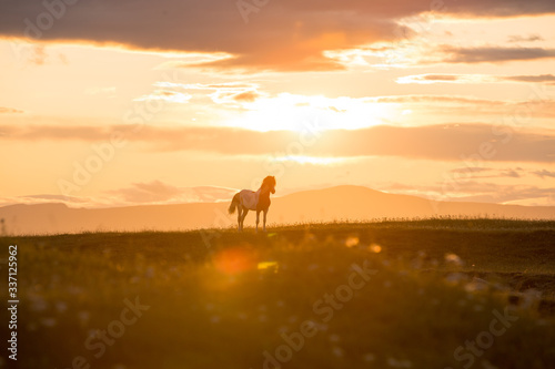 icelandic horse at sunset