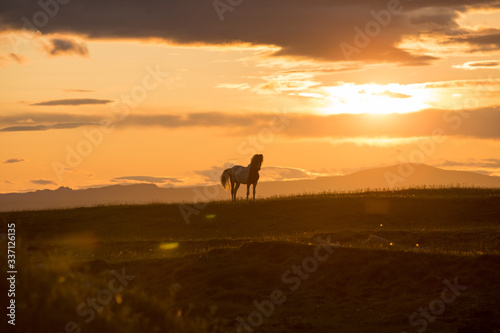 Fototapeta Naklejka Na Ścianę i Meble -  icelandic horse at sunset