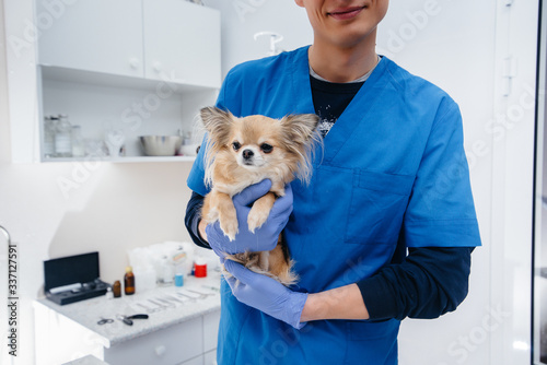 In a modern veterinary clinic, a thoroughbred Chihuahua is examined and treated on the table. Veterinary clinic