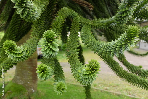 Spiky Branches and Leaves of the Monkey Puzzle Tree  Araucaria araucana 