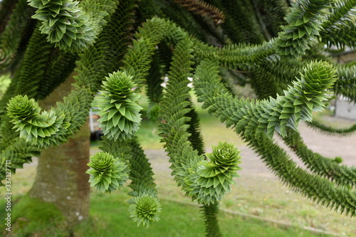 Bild auf Leinwand Spiky Branches and Leaves of the Monkey Puzzle Tree (Araucaria araucana)