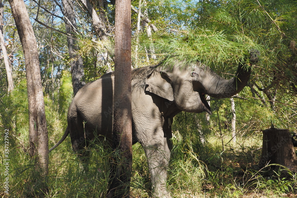 Fototapeta premium Feeding Wild Female Asian Elephant in Yok Don National Park, Vietnam
