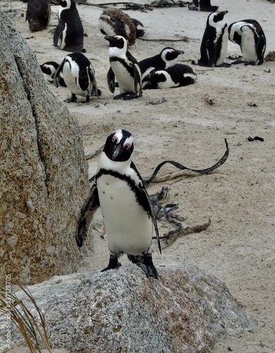 Penguin on the rock 
