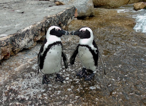 Kissing Penguins 
