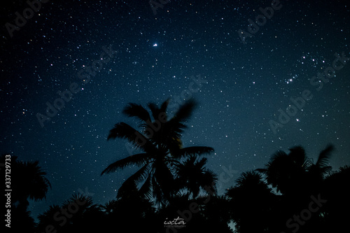 palm tree silhouette