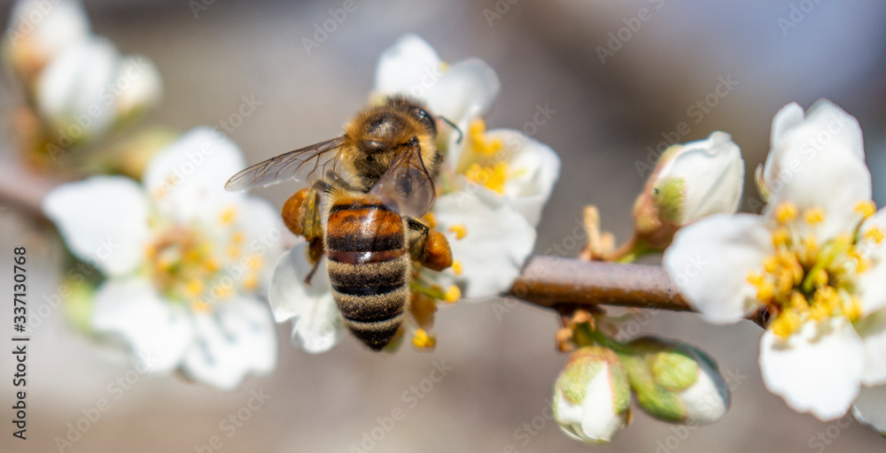 A bee that collects honey and carries it on its paws, closeup, plum blossoms in spring. A bee that collects honey and carries it on its paws, closeup, plum blossoms in spring.