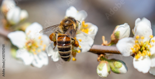 A bee that collects honey and carries it on its paws, closeup, plum blossoms in spring. © malshak_off