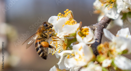 A bee that collects honey and carries it on its paws, closeup, plum blossoms in spring.